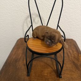 Shih Tzu Puppies from Rustic_Charm_by_Andye