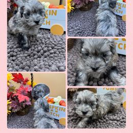 Java - Merle female Maltipoo puppy in Wayland, New York from Loris Pampered Pooches💕