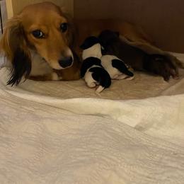 Dachshund Puppies from KS FUREVER MINI DOXIES