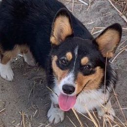 Bella - Pembroke Welsh Corgi