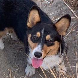 Bella - Pembroke Welsh Corgi