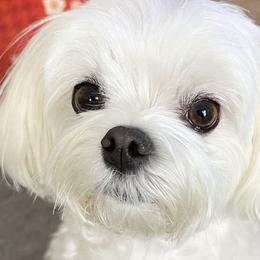 Jaky - Maltese