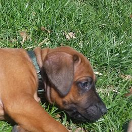 Rhodesian Ridgeback Puppies from Lower Ridge Farm