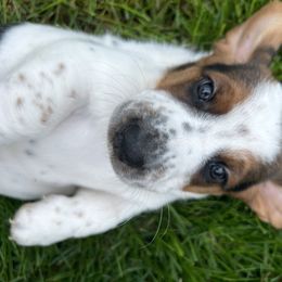 Basset Hound Puppies from Susan's Basset Hounds