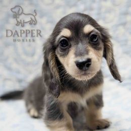 Stew - Dapple male Dachshund puppy in Zephyrhills, Florida from Dapper Doxies