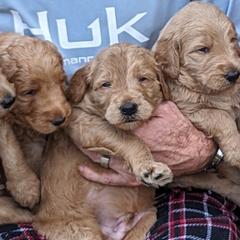 Goldendoodles from Bennett Puppies