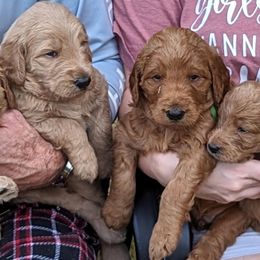 Goldendoodles from Bennett Puppies
