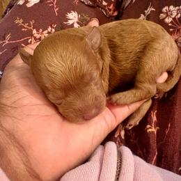 Lily - Red  female Poodle puppy in Utica, Ohio from Poodle Me Crazy
