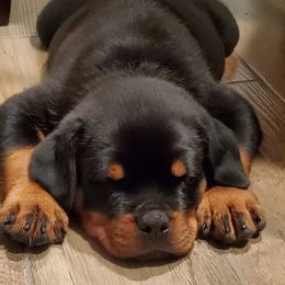 Rottweiler Puppies from Bronx Von Bridges Rottweilers