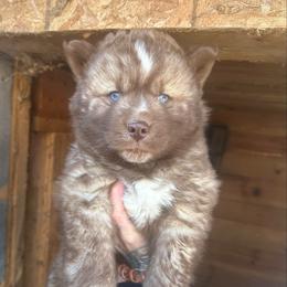 Boy 3 - Brown and white male Siberian Husky puppy in Iron River, Wisconsin from Wiemeri Siberians