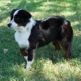 Reckless BTF - Black tri female Miniature Australian Shepherd puppy in Lawton, Oklahoma from Lindsey’s Aussies