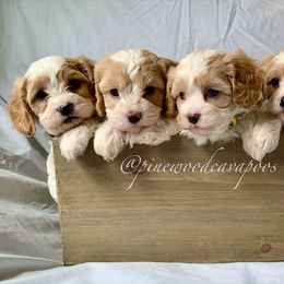 Cavapoo Puppies from Pinewood Cavapoos