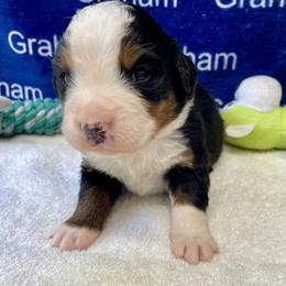Brown Collar - Black rust and white male Bernese Mountain Dog puppy in Comer, Georgia from Water Oak Farm