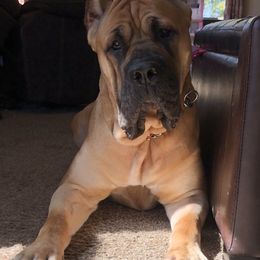 Cane Corso and French Bulldogs from Perry’s Cane Corso and French bulldogs