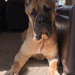 Cane Corso and French Bulldogs from Perry’s Cane Corso and French bulldogs