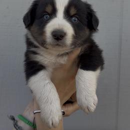 Dale - Black tri male Miniature Australian Shepherd puppy in North Lakeport, California from Wild Rose Ranch