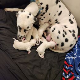 Dalmatian Puppies from America's Dalmatian Friends