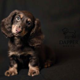 Venture - Chocolate and tan male Dachshund puppy in Brooksville, Florida from Dapper Doxies