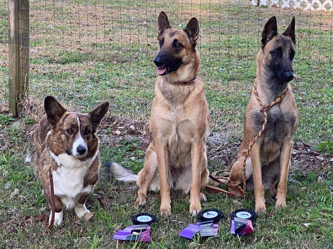 Turick malinois sales