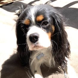 Trixie - Cavalier King Charles Spaniel