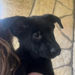 Boy 2 - Black male German Shepherd puppy in Boerne, Texas from Sudenblick German Shepherds