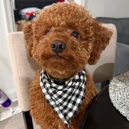 Clifford - Goldendoodle