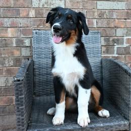 Watson - Black tri-color male Australian Shepherd puppy in Wichita Falls, Texas from Spotted Mule Aussies