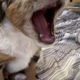 Miniature American Shepherds and Miniature Australian Shepherds from Opal’s Miniature Aussies