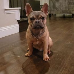 C-Lo - Blue fawn French Bulldog puppy in Prosper, Texas from Luz French Bulldogs