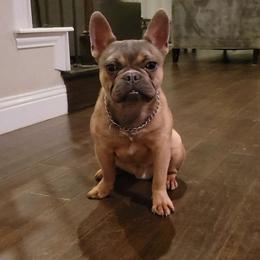 C-Lo - Blue fawn French Bulldog puppy in Prosper, Texas from Luz French Bulldogs