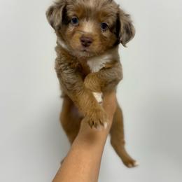 Truffle - Red merle female Miniature Australian Shepherd puppy in Mount Airy, Georgia from North Georgia Gems