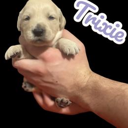 Trixie - Golden female Golden Retriever puppy in Peoria, Arizona from Westwing Retrievers