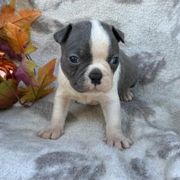 Buckwheat - Blue male Boston Terrier puppy in Corning, California from SB Bostons / Raksha Malinois