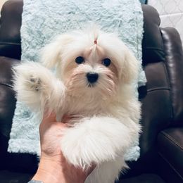 Green Boy - Maltese puppy from Blossoming Gem’s Maltese