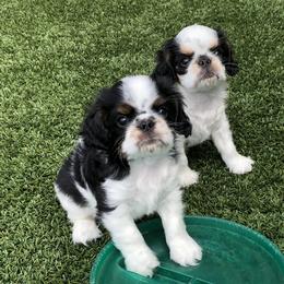 English Toy Spaniel and French Bulldog Puppies from Renaissance French Bulldogs and English Toy Spaniels