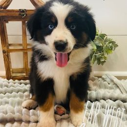 Australian Shepherd Puppies from Far West Aussies