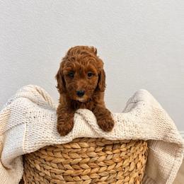 Boy 3 - Red  male Goldendoodle puppy in Godley, Texas from Godley Designer Doodles