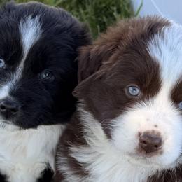 Australian Shepherds, Miniature Australian Shepherds, and Toy Australian Shepherds from Crazy Acres Aussies