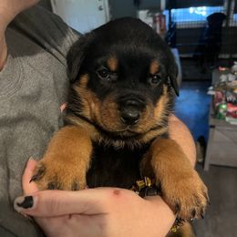 Boy 1 - Black and mahogany male Rottweiler puppy in Ridgeland, South Carolina from VHK Rottweilers
