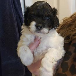 Boy 1 - Black and white male Aussiedoodle puppy in Galena, Illinois from Perry's doodles