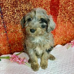 Lilly - Brown merle female Aussiedoodle puppy in Marshall, Arkansas from Buffalo River Puppies