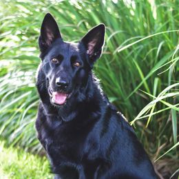German Shepherds from IchBin Gesegnet