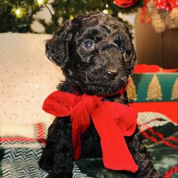Dolce Gabbana - Black female Bernedoodle puppy in Ohio from Moore Doodles