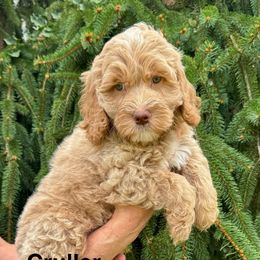 Cruller - Cream male Goldendoodle puppy in Newark, Ohio from Valleydayle Doodles and Wheatens