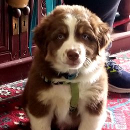 Australian Shepherd Puppies from Majestic Skyes Aussies