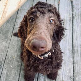 Poodles from Homegrown Standards