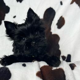 Triton - male Russian Salon Dog puppy in Kendallville, Indiana from Yorkies Kisses/Rusalka Siren Song