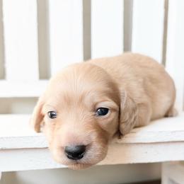 Winnie 4300 - Cream female Dachshund puppy in Sylvania, Alabama from Yancey’s Doxies