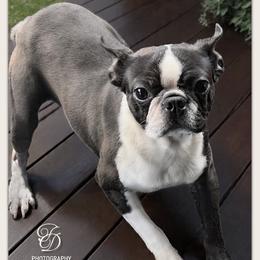 River - Boston Terrier