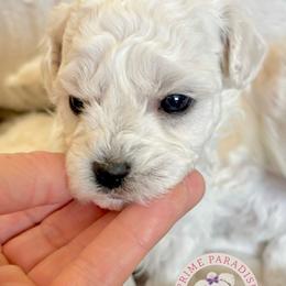 Snow - White male Bichon Frise puppy in Upland, California from Prime Paradise Kennel